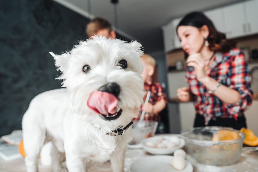 Dog on the kitchen table. Happy family in the kitchen Dad, mom and little son in the kitchen, cook a pie