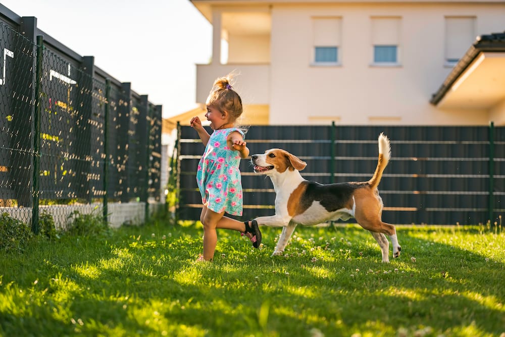 Baby girl running with beagle dog in backyard in summer day. Domestic animal with children concept. Baby girl running with beagle dog in backyard in summer day. Domestic animal with children concept. Dog chasing 2-3 year old, runs after treat.